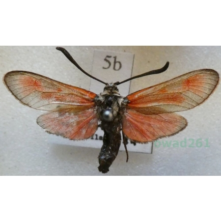 Zygaena punctum Ochsenheimer, 1808 Kraśnik płomieńczyk Slovakia5b